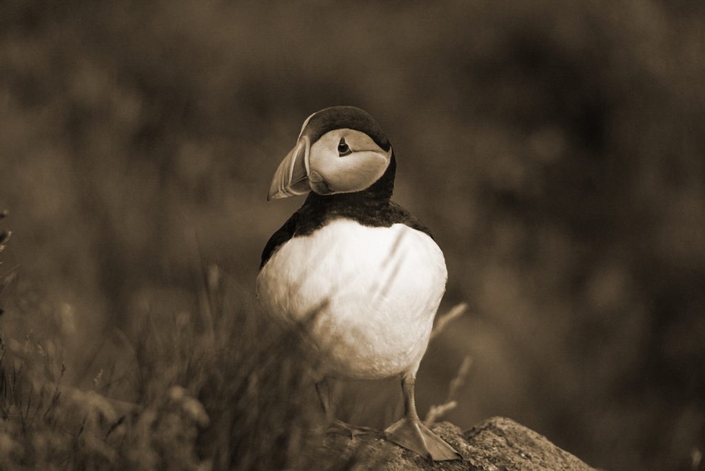 Vogel sitzt im Gras und schaut.